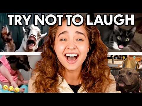Try Not To Laugh: Funniest Animal Videos!