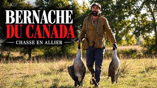 CANADA GOOSE: 250 geese, an impressive hunt