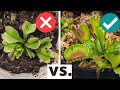 Top 5 Beginner Mistakes When Growing Venus Flytraps (PLUS care tips and solutions 💡)