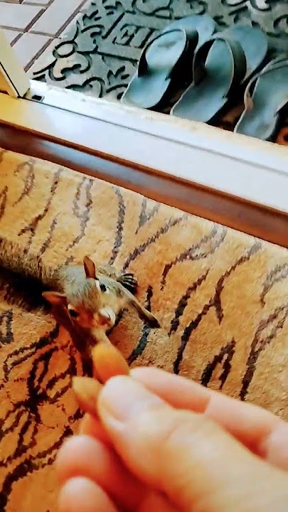 2 Almonds For Lucy Girl. #squirrels #squirrel #cute #animallife #pets #cuterodent