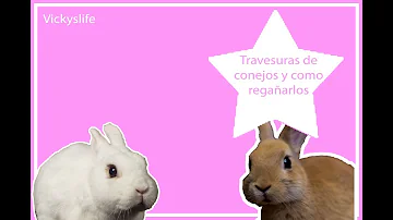 ¿Cómo se castiga a un conejo?