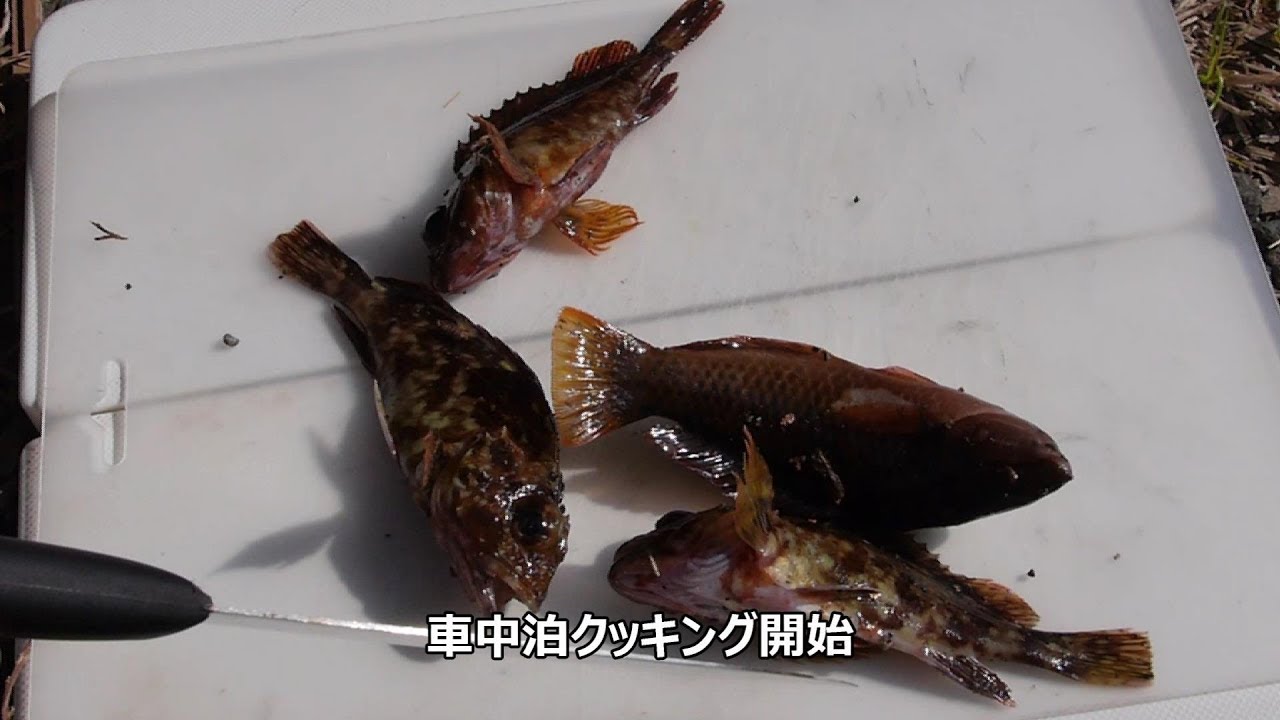 内浦漁港の釣り場 カサゴ釣って食べる 静岡県3月 釣りと車中泊旅行
