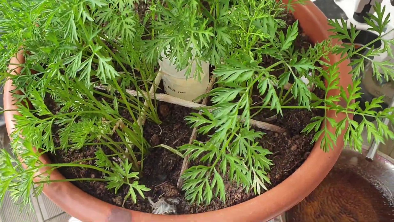 How are the radioactive carrots doing? YouTube