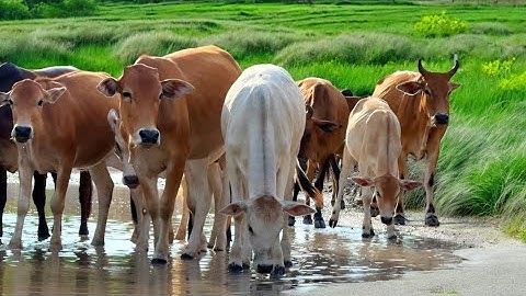 Video sapi lembu jinak pulang kekandang, Suara Sapi Moo memanggil kawanannya, Perjalanan Sapi lucu