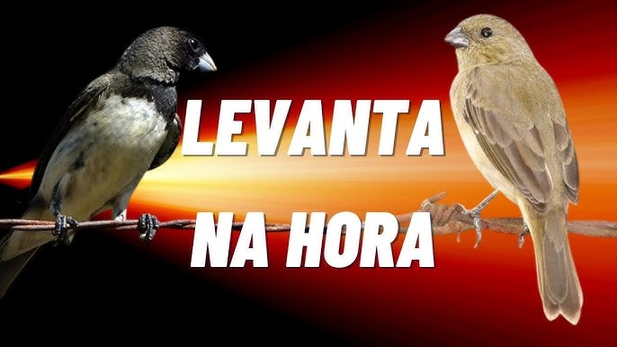 CANTO DO PAPA CAPIM VEZEIRO LIMPO 🐤 🐤 🐥 🐥 