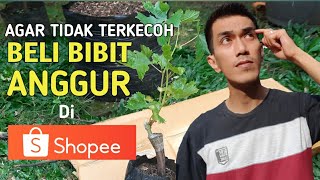 Pemula wajib tau‼️Agar tidak tertipu, begini cara beli bibit anggur di shopee #bibitanggur #shopee