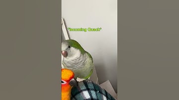 Rare Ducks Quacking 😱 #parrot #quakerparrot #conure #birds #pets
