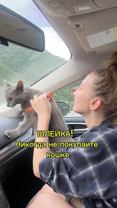 Никогда не покупайте это кошке! - YouTube
