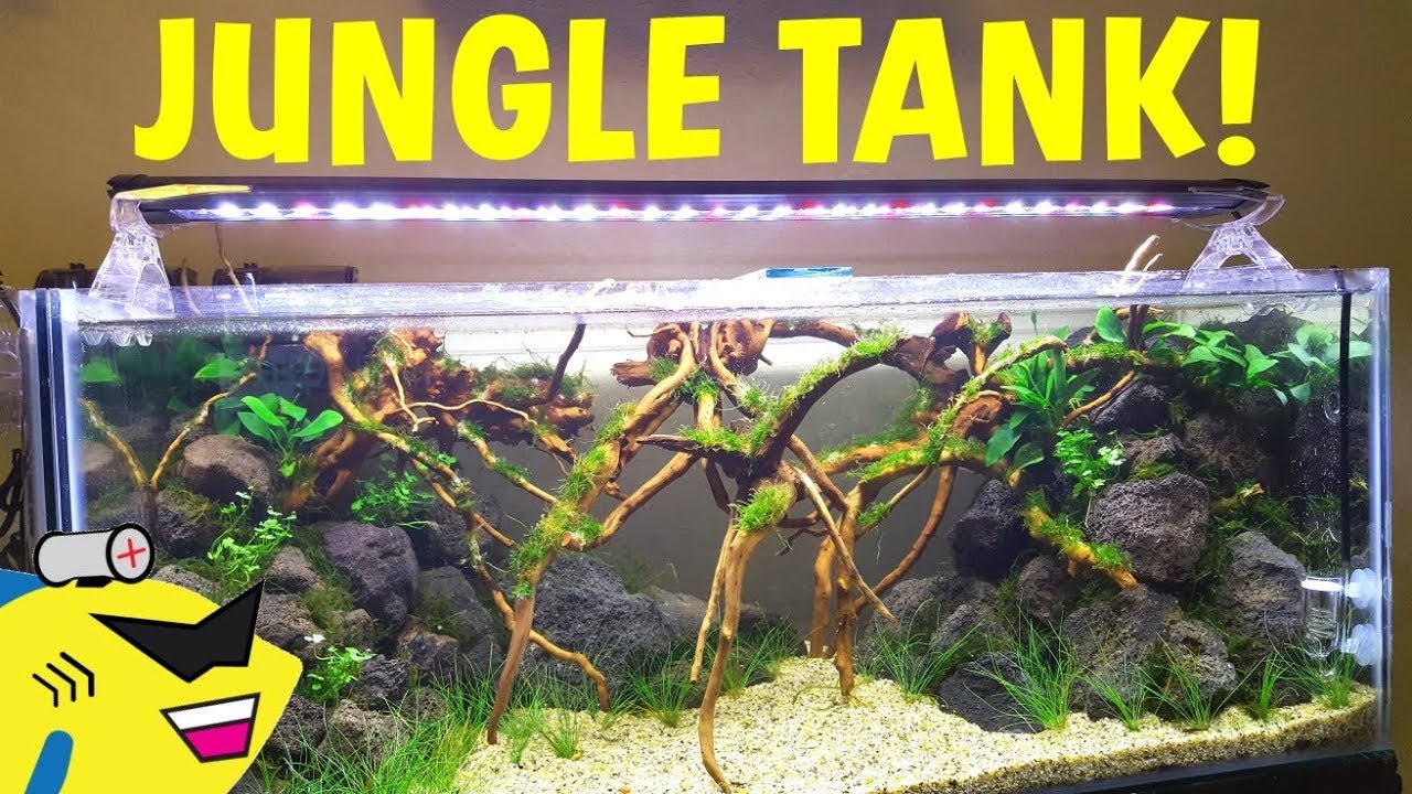THE JUNGLE PLANTED AQUARIUM SETUP YouTube