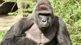 Harambe | A Picture of Harambe For 10 hours | Harambe background, Harambe Screensaver, Harambe Video