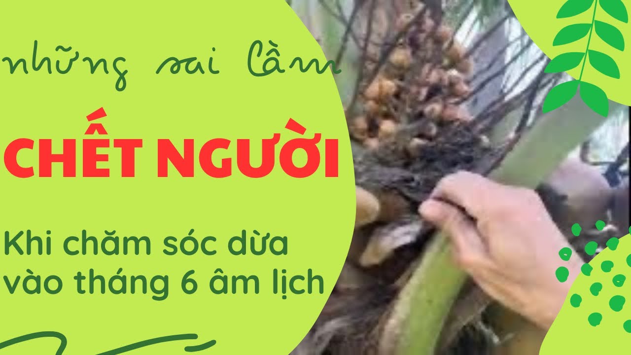 Sai lầm chết người khi chăm sóc dừa giai đoạn tháng 6 âm lịch