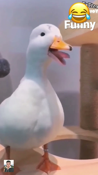I try not to laugh the funny duck and donkey #shorts #funnyvideo #laugh #funny