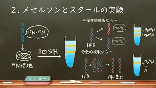 おうち生物　17. 半保存的複製~メセルソンとスタール~　(高校生物）