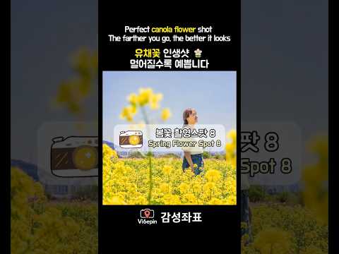 "유채꽃은 예쁜데, 아파트, 다리 안나오게 찍을 순 없을까?" 부산 대저 유채꽃 축제에서 스마트폰 카메라로 스냅작가처럼 찍는 비법구도 공개