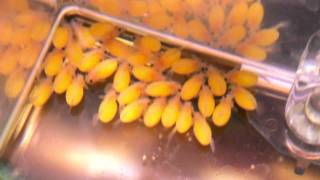 Download Lagu L134 Leopard Frog Pleco - Peckoltia compta huge spawn