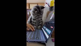 BEST of CUTENESS on REDDIT | r/Aww Compilation  #1