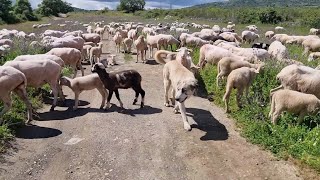 Cambiamos las ovejas que almuerzo nos ha preparado Raquel