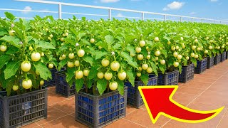 How to Grow White Eggplants | Round & High-Yield Harvest