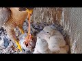 #13 🦅Falcon Nest ❹ Halcón peregrino Nido en DIRECTO | Museo de América (Cámara 42 | Madrid)