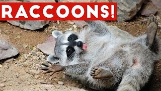 Funniest Raccoon Video Compilation Of 2017 Funny Pet Videos