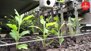 Incredible Robot Plug Planting Machine-Modern Technology in Farming Flowers-Amazing Flower Farming