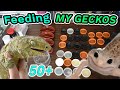 Feeding all of my geckos 50  leachies cresteds gargoyles etc