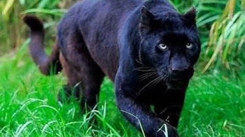 Thế giới động vật báo đen và cá sấu đen vùng Amazon