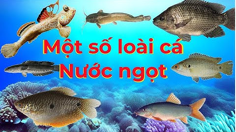 Con gì đây? Các loài cá nước ngọt (giọng Miền Nam) - Phần 1 - Cá trê, cá lóc, cá thòi lòi,....