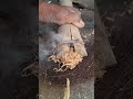 sawing wood on bamboo, the traditional art of starting a fire #firemaking #bushcraft #survival