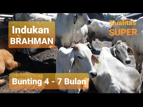 INDUK SAPI BRAHMAN BUNTING 4 7 Bulan Siap Kirim Ke 