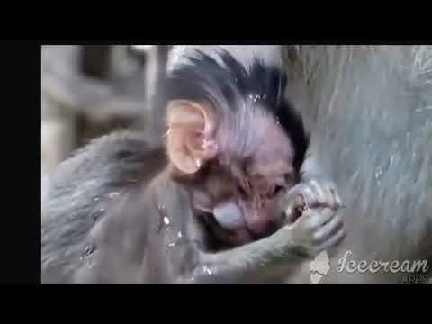 A day in the life of a wild baby monkey