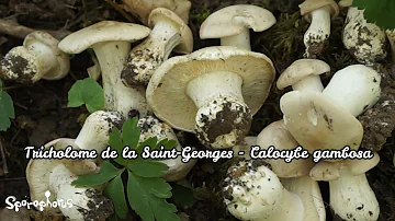 Où pousse les tricholome de la Saint-Georges ?