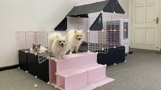 Pomeranian dogs want a COOL HOUSE | How To Make House Dogs Cats | MR PET #112