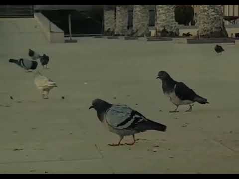 خليني ديما على بالك
