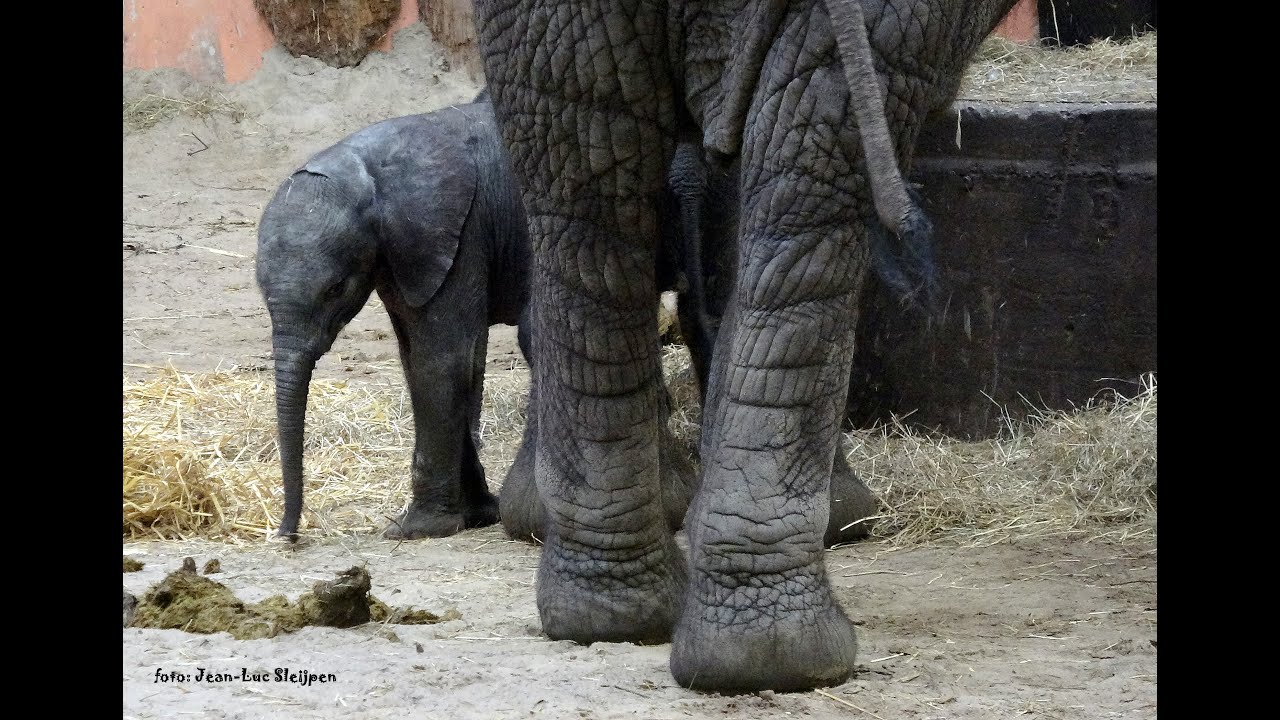 cutest baby elephants YouTube