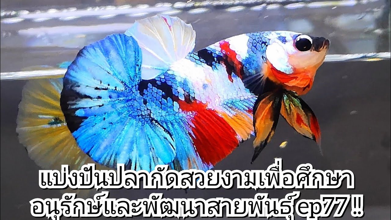 แบ่งปันปลากัดสวยงามเพื่อศึกษาอนุรักษ์และพัฒนาสายพันธุ์ ep77 !! #ปลากัดสวยงาม #เพาะปลากัด #betta