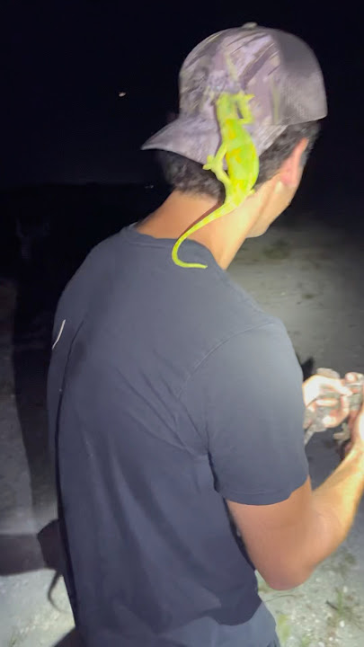 Catching Chameleon And Tokay Gekos In Everglades #chameleon #tokaygecko #everglades #lizard #animal