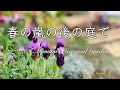 《春の嵐の後で》ガーデニング＊Garden after spring storm＊