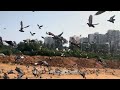 Tanush playing with pigeons