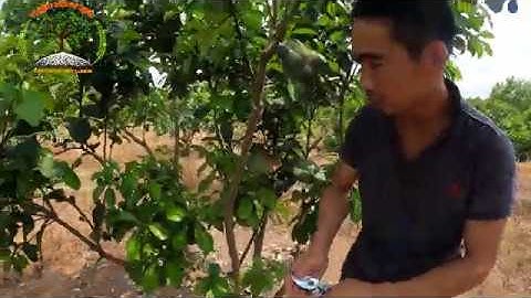 KĨ THUẬT TỈA CÀNH TẠO TÁN BƯỞI DA XANH.