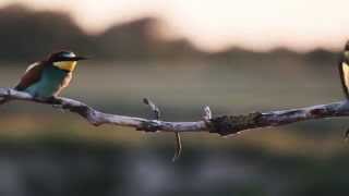 flying home birds of paradise 1