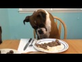 Luke the boxer celebrates his 3rd birthday with a steak cake.