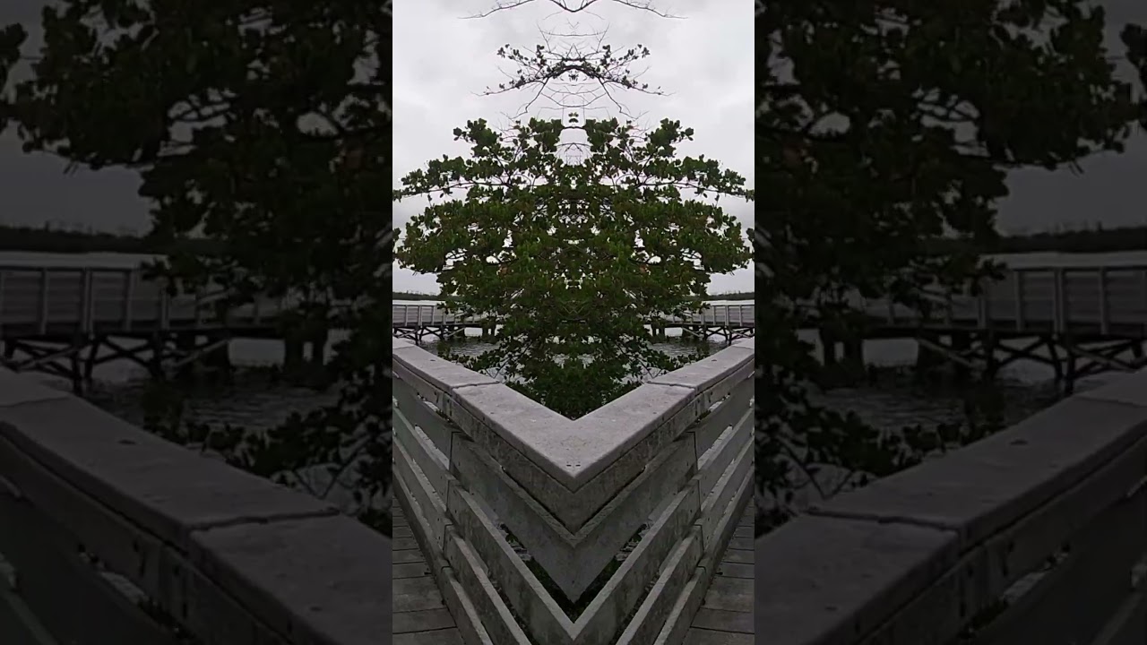 Hidden mangroves, old Florida quiet. Worth the short walk. 