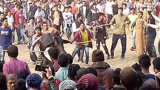 Chandrakhula Goru dur 2020 Part-5