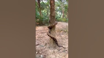 Python snake has a very good way of climbing trees 🐍🌴 #cutvideo #python #snake #murliwalehaushla