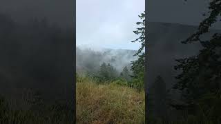 View From Above Muir Woods on a Foggy Day – Muir Woods, California