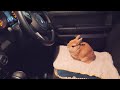 病院帰りにウサギを運転席に座らせたらこうなりました【No.715】