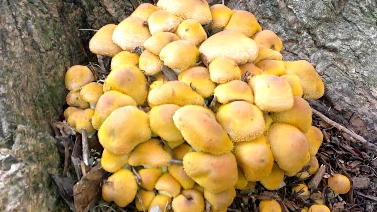 Fall Colors November 1st 2016 - YouTube