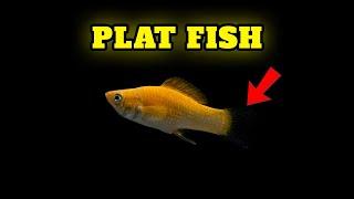 Platy fish Nutritional Needs 🐠 All You Need to Know by Known Pets 11 views 13 days ago 1 minute, 24 seconds