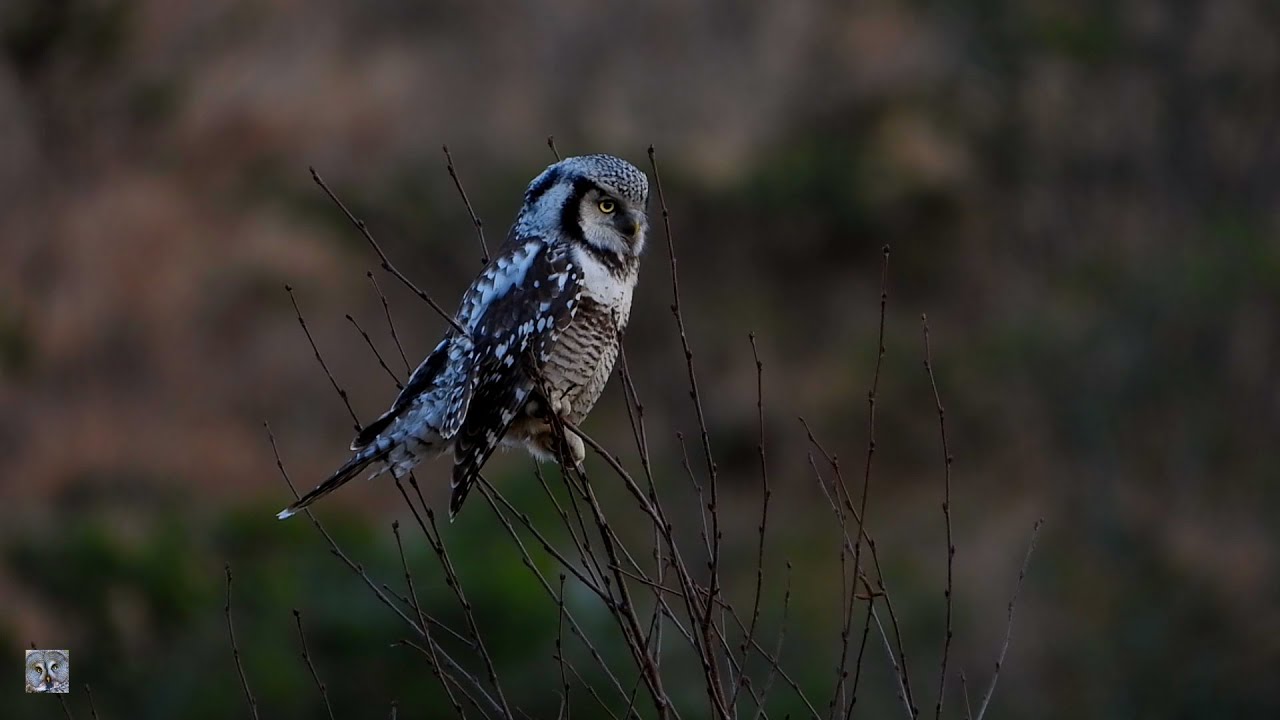 Northern hawk-owl,Haukugle,Ястребиная сова,Chouette épervière,Sperbereule,Sperweruil,Surnia ulula